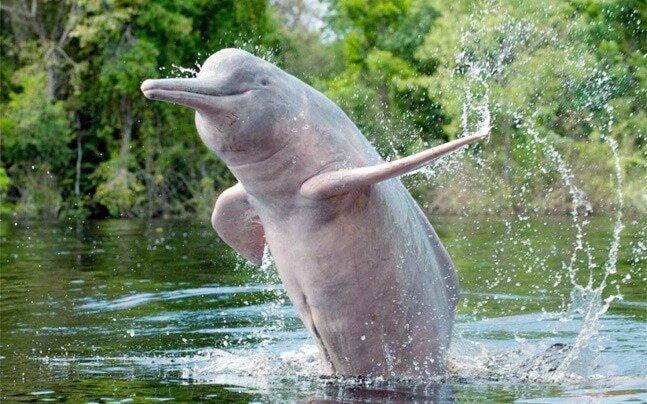 دلفین ها پس از 30 سال به کلکته برگشتند ، هر چقدر قرنطینه کرونا برای انسان عذاب آور بود اما برای حیوانات مفید بود