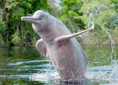 دلفین ها پس از 30 سال به کلکته برگشتند ، هر چقدر قرنطینه کرونا برای انسان عذاب آور بود اما برای حیوانات مفید بود