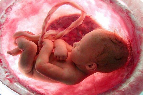 تاثیر چاقی مادر باردار بر رشد مغز جنین