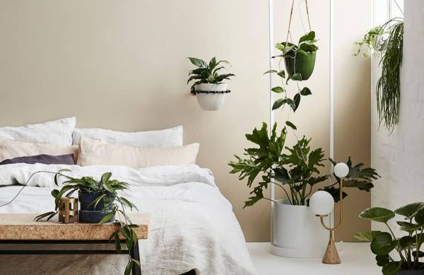 10 گیاه آپارتمانی مناسب برای اتاق خواب