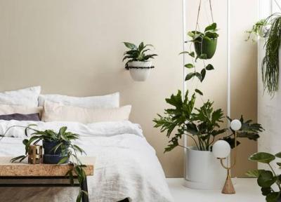 10 گیاه آپارتمانی مناسب برای اتاق خواب