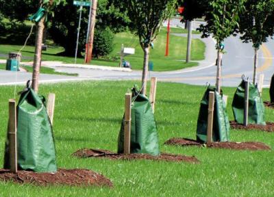 ببینید ، ابتکار شهر اتریشی برای نجات درختان از گرما ، اینجا درختان شهروند درجه یک هستند