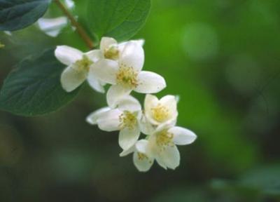 راهنمای خشک کردن گل یاس