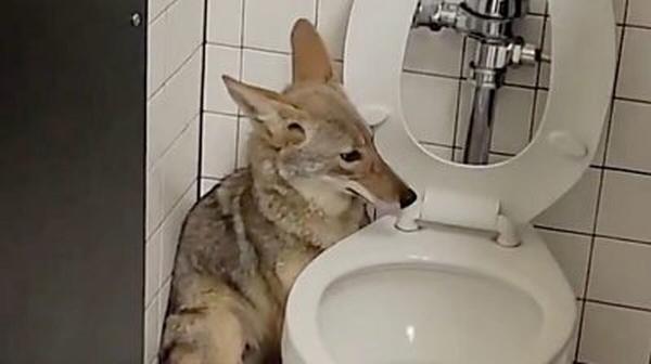 پنهان شدن یک روباه در سرویس بهداشتی مدرسه!