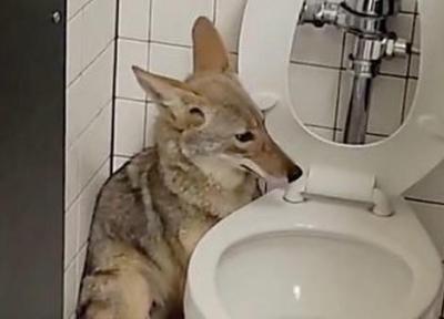 پنهان شدن یک روباه در سرویس بهداشتی مدرسه!