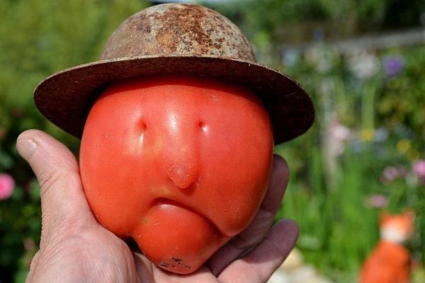 چرا اروپاییان از گوجه فرنگی می ترسیدند؟
