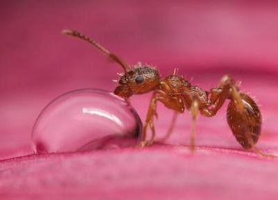 توانایی حیرت آور مورچه ها در تشخیص بیماری سرطان
