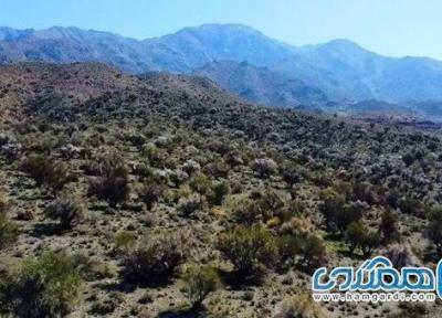 دشتهای بادام کوهی در دامنه رشته کوه جبالبارز ظرفیت بدیع گردشگری به شمار می رود
